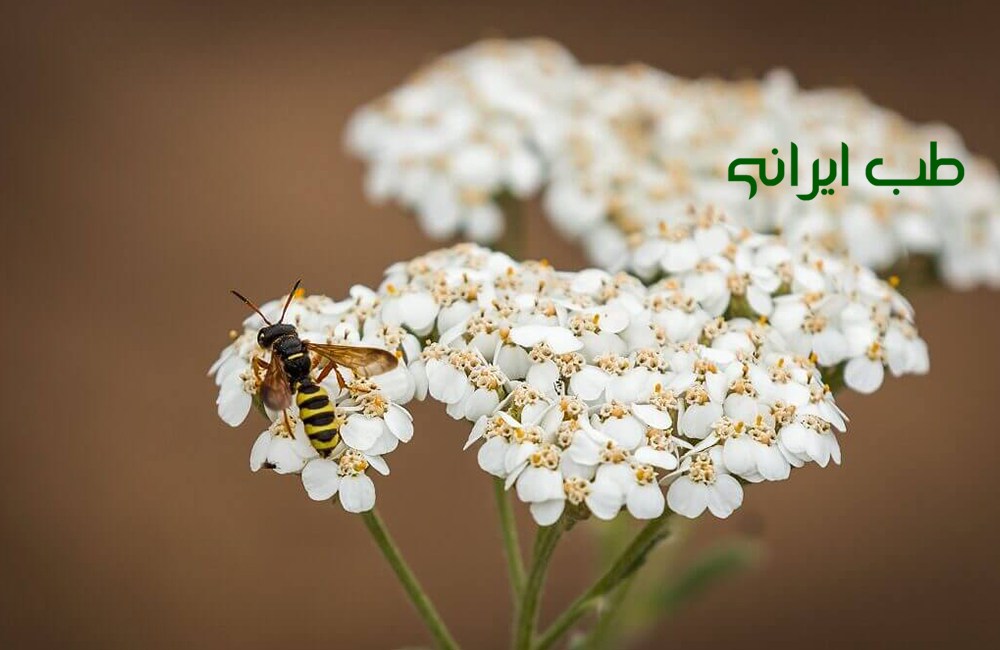 خواص بومادران برای معده