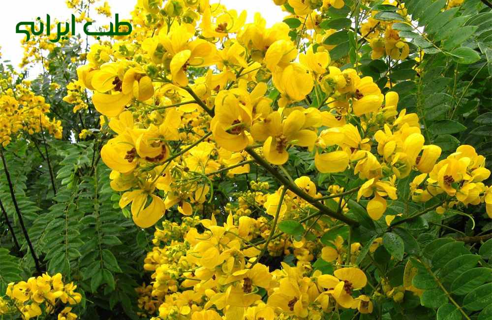 طریقه مصرف سنای مکی برای کبد چرب