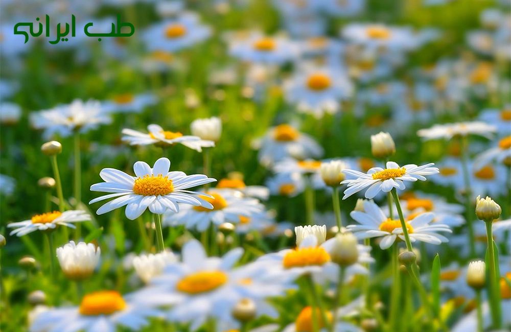 داروی گیاهی برای آبریزش بینی